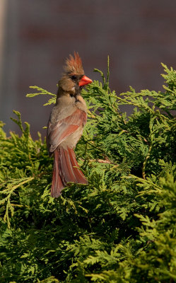 Cardinal femelle, St-Bruno