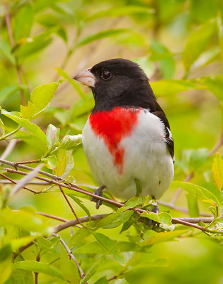 Cardinal  potrine rose