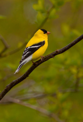 Chardonneret jaune_