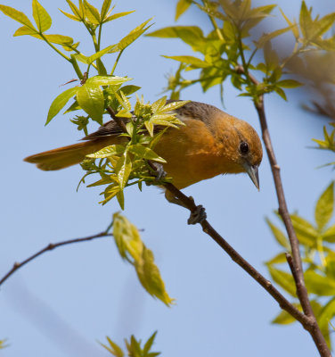 Oriole de Baltimore juvnile