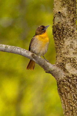 Oriole de Baltimore femelle