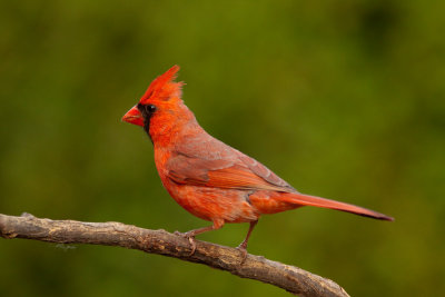 Cardinal rouge,  St-Bruno