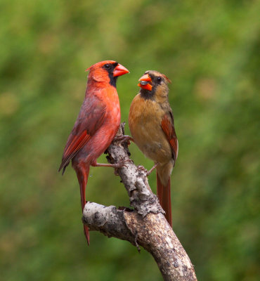 Cardinal rouge le couple, St-Bruno