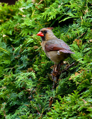 Cardinal rouge femelle,  St-Bruno 