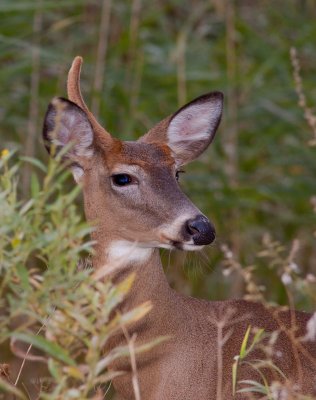 Cerf de Virginie, Parc National des les-de-Boucherville