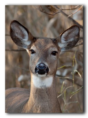 Cerf de Virginie, Parc National des les-de-Boucherville