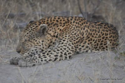 Leopard near Sandibe Lodge: DSC_0007.JPG