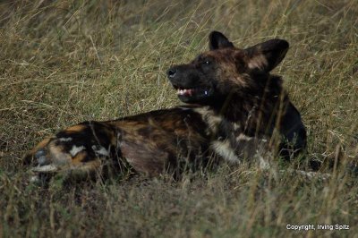 African wild dog: DSC_0157.JPG