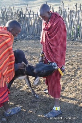Capturing the cow