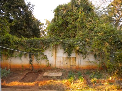 The vegetable garden patch behind my flat.jpg