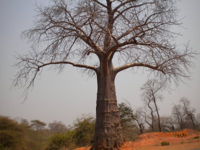 baobob tree.jpg