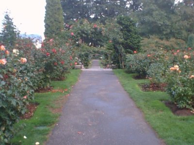 Test Rose Garden (1).jpg