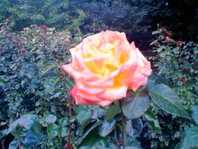 Test Rose Garden (3).jpg