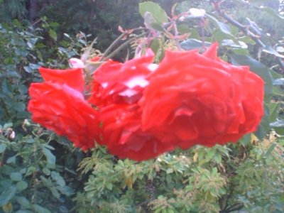 Test Rose Garden (5).jpg