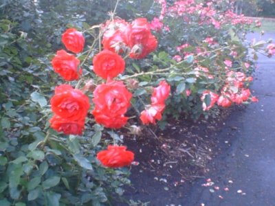 Test Rose Garden.jpg