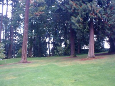 Trees in Washington Park.jpg