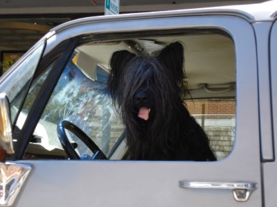 Shaggy Dog.jpg