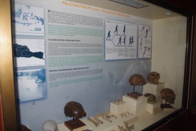 Evolution Exhibit Inside National Museum of Jakarta.jpg
