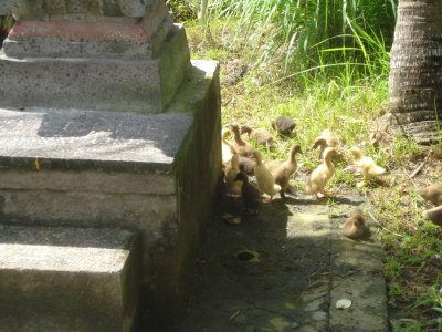 Baby Ducks at Statue.jpg