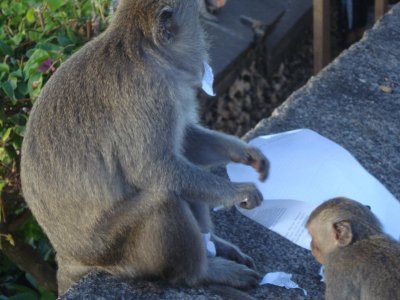 Monkeys at Uluwatu (10).jpg