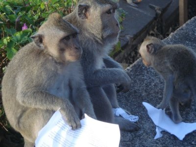 Monkeys at Uluwatu (11).jpg