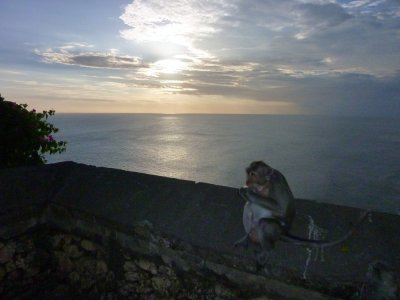 Monkeys at Uluwatu (16).jpg