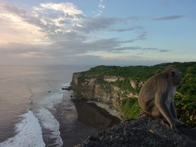 Monkeys at Uluwatu (17).jpg
