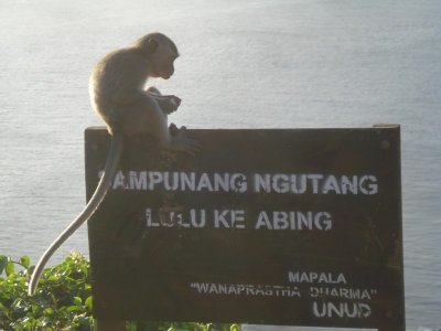 Monkeys at Uluwatu (2).jpg