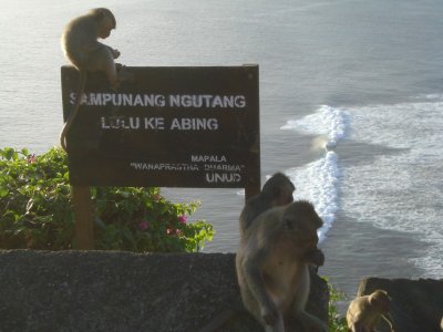 Monkeys at Uluwatu (3).jpg