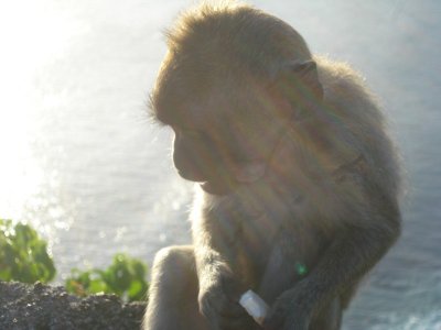 Monkeys at Uluwatu (5).jpg