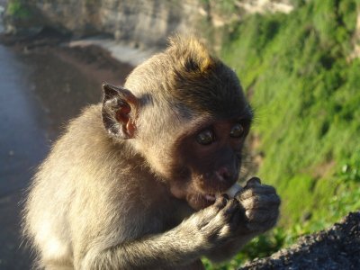 Monkeys at Uluwatu (6).jpg