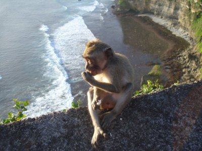Monkeys at Uluwatu (8).jpg