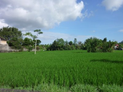 Rice Fields of Bali (2).jpg