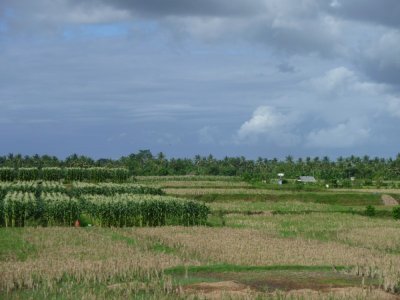 Rice Fields of Bali (3).jpg