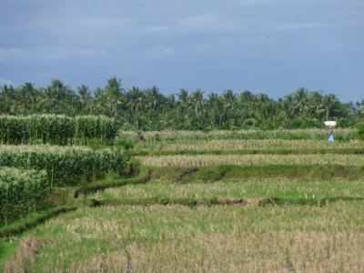 Rice Fields of Bali (4).jpg