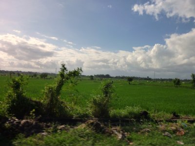 Rice Fields of Bali (5).jpg