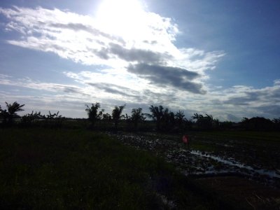 Rice Fields of Bali (7).jpg