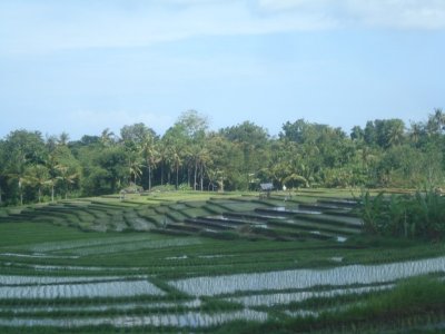 Rice Fields of Bali (8).jpg