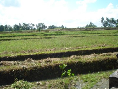 Rice Fields of Bali (9).jpg
