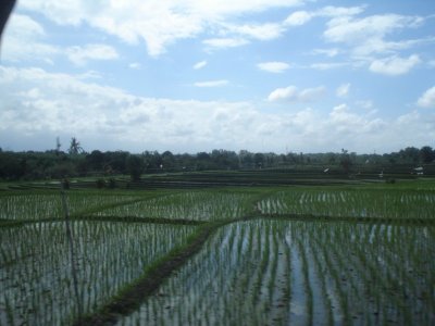 Rice Fields of Bali.jpg