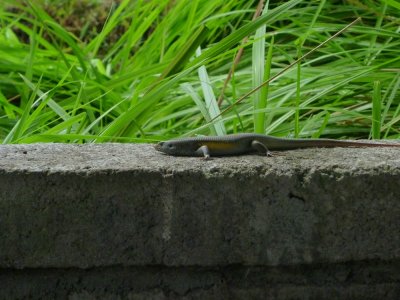 Salamander.jpg