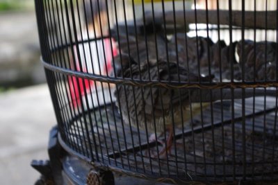 Bird in Cage at Borobudur (2).jpg