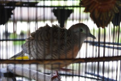 Bird in Cage at Borobudur (3).jpg