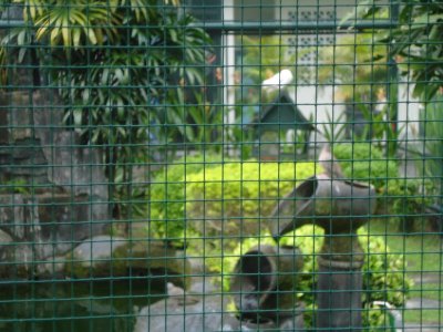 Bird Cage at Kraton Complex.jpg