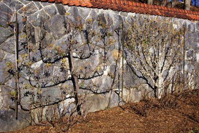 Espaliered Fruit Trees in Walled Garden.jpg