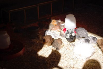 Chickens in Coop (2).jpg