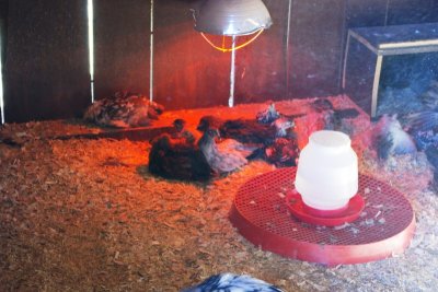Chickens in Coop (3).jpg