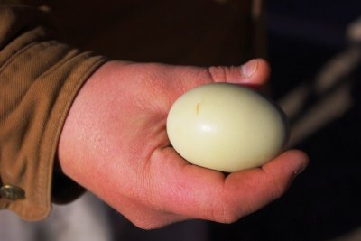 Green Chicken Egg.jpg