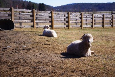 Sheep in Farmyard (1).jpg