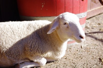 Sheep in Farmyard (2).jpg